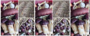 “Wine Cap” Mushroom: A New Possibility