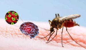 Japanese Encephalitis Cases and Deaths Rise, Health Authorities Urge Vigilance