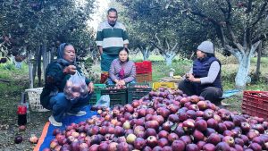 Mustang Apple Harvest Continues After Dashain, Tourists Visit Orchards to Buy Fresh Apples