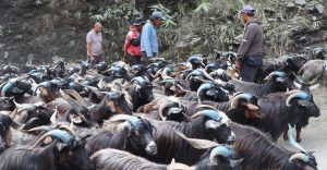 Mustang’s Himalayan Chyangra Trade Keeps Silk Road Legacy Alive During Dashain
