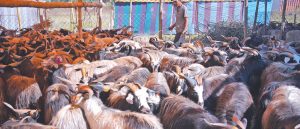 Goat, Sheep and Himalayan Blue Sheep Trade Worth Nearly Rs 1 Billion During Dashain