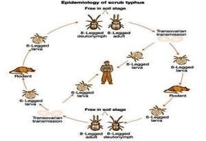 Scrub Typhus Infection Spreads to 74 Districts in Nepal